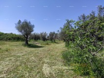 Kmetijsko zemljišče - Fažana (13720)